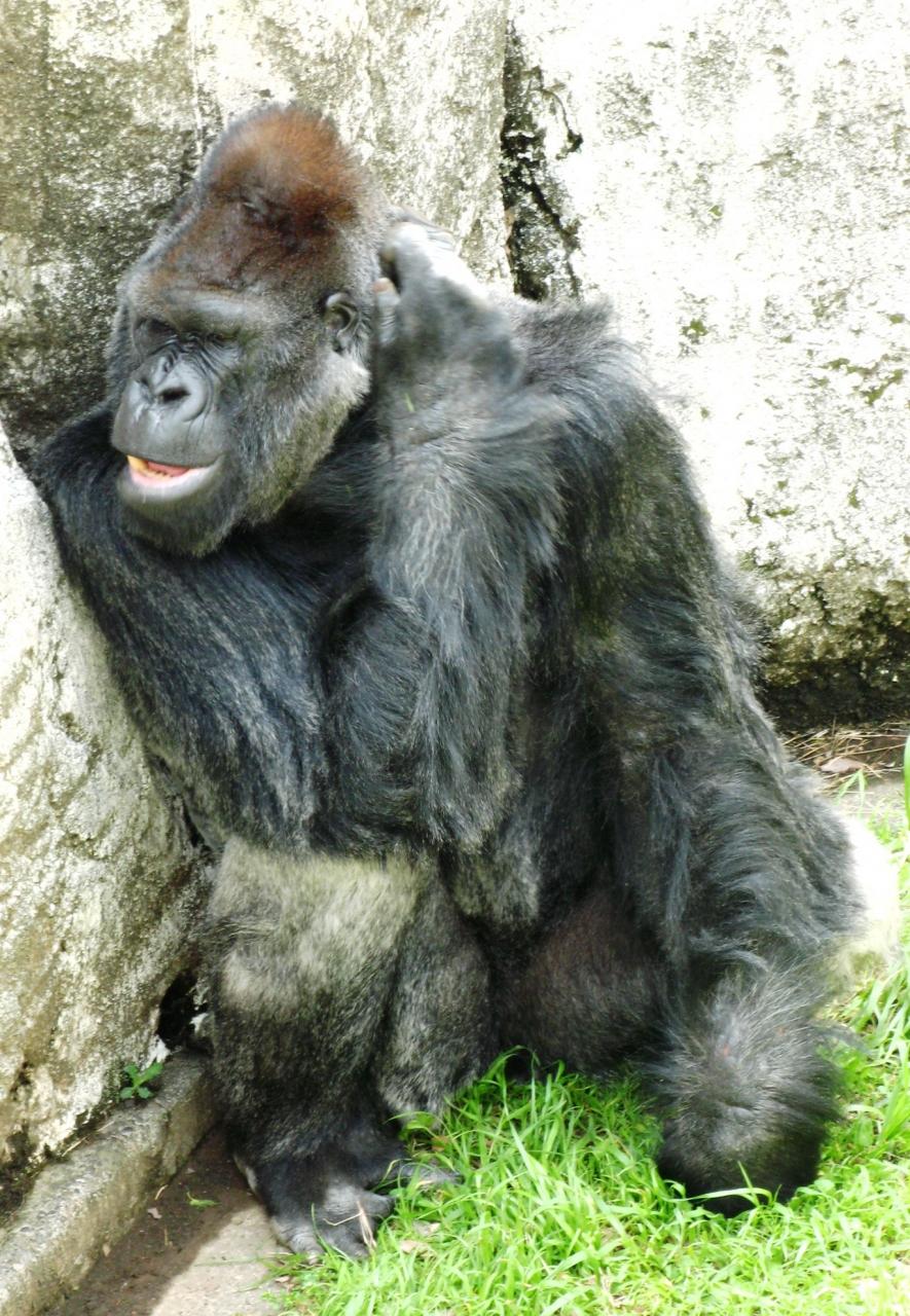 千葉市動物公園の人気もの ゴリラ レッサーパンダの表情は 千葉市 千葉県 の旅行記 ブログ By マキタン２さん フォートラベル