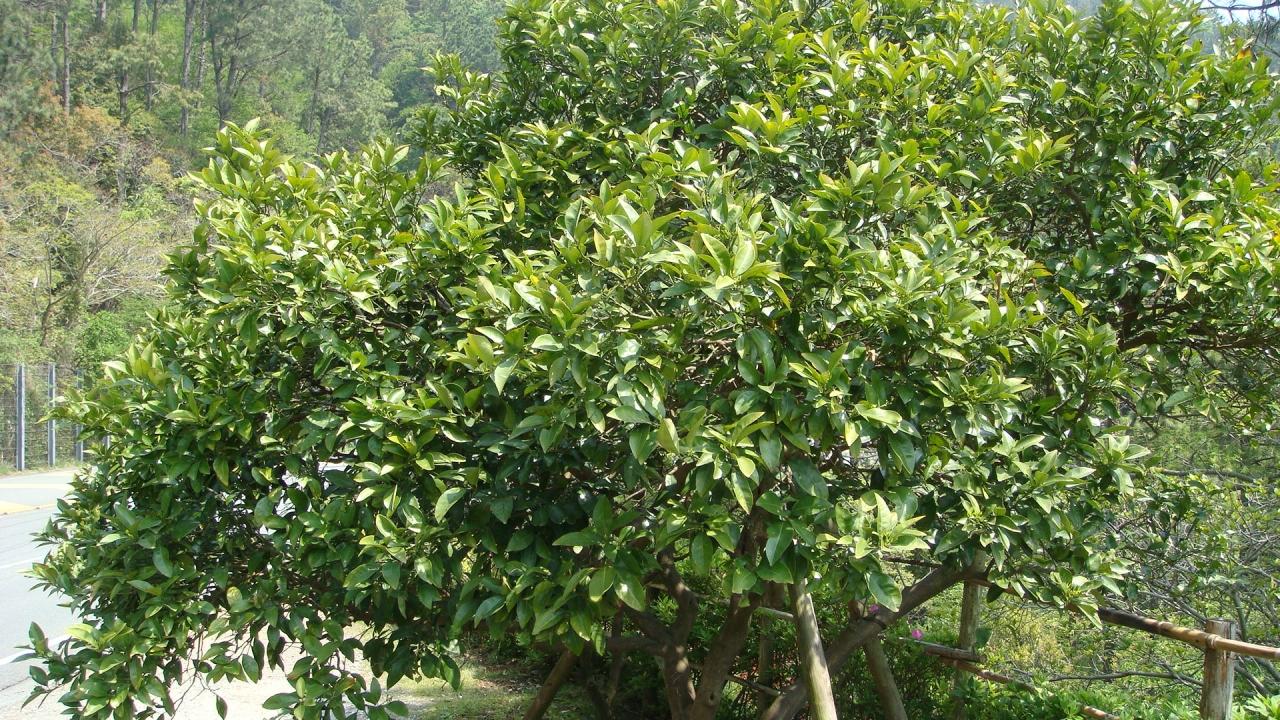 みかんの花咲く丘 宇佐美 静岡県 の旅行記 ブログ By Hn11さん フォートラベル