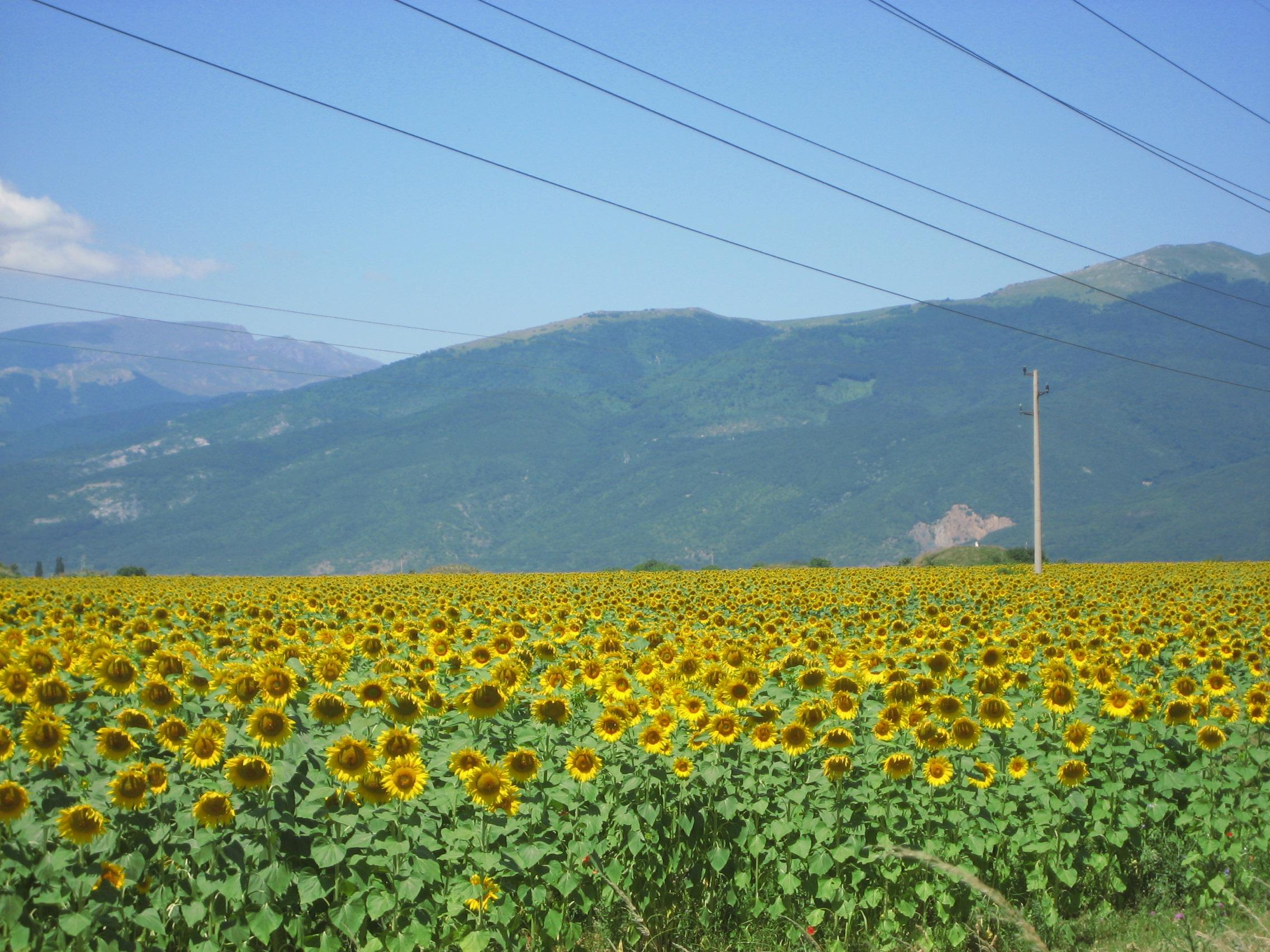 08年ブルガリア ハイライトその８ 夢にまで見たひまわり畑 ブルガリアの旅行記 ブログ By まみさん フォートラベル