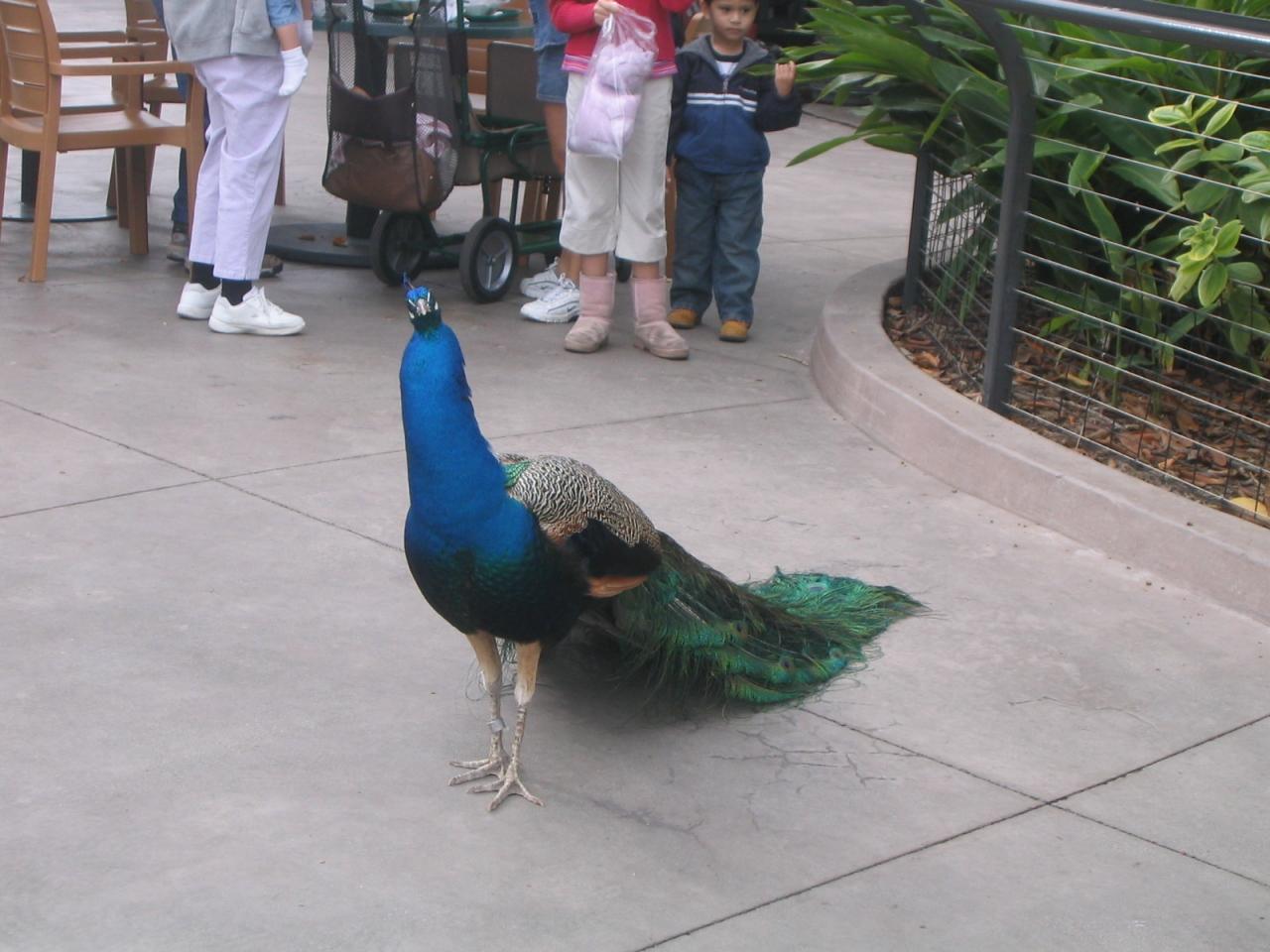 希少動物も見れる サンディエゴ動物園 サンディエゴ アメリカ の旅行記 ブログ By Mikaさん フォートラベル
