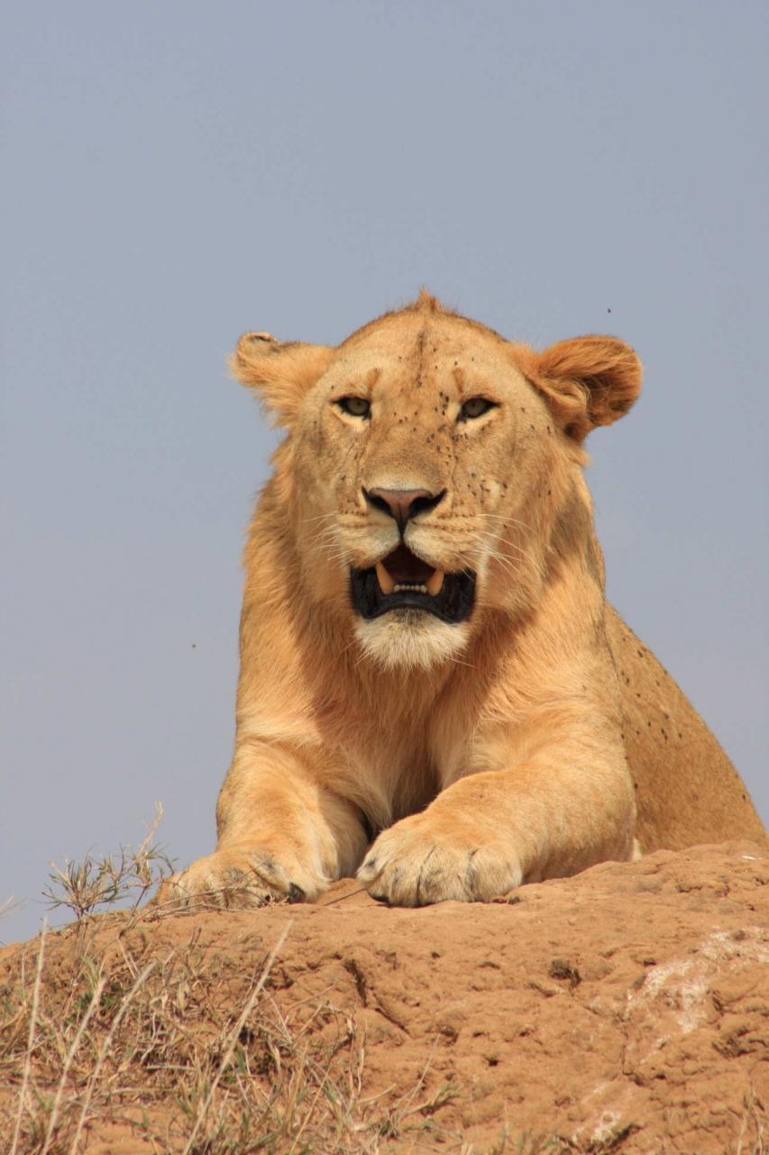 2度目のマサイマラ ライオン編 マサイマラ国立保護区周辺 ケニア の旅行記 ブログ By Mokemiさん フォートラベル