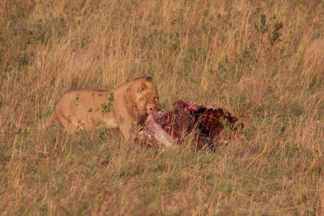2度目のマサイマラ ライオン編 マサイマラ国立保護区周辺 ケニア の旅行記 ブログ By Mokemiさん フォートラベル