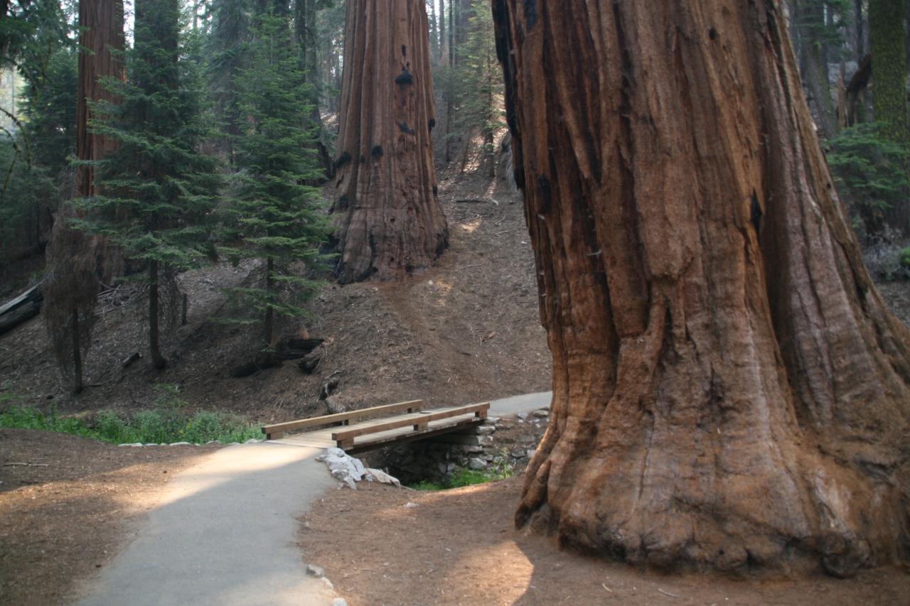 シャーマン将軍の木 General Sherman Tree セコイア国立公園 カリフォルニア州 アメリカ の旅行記 ブログ By しんちゃんさん フォートラベル