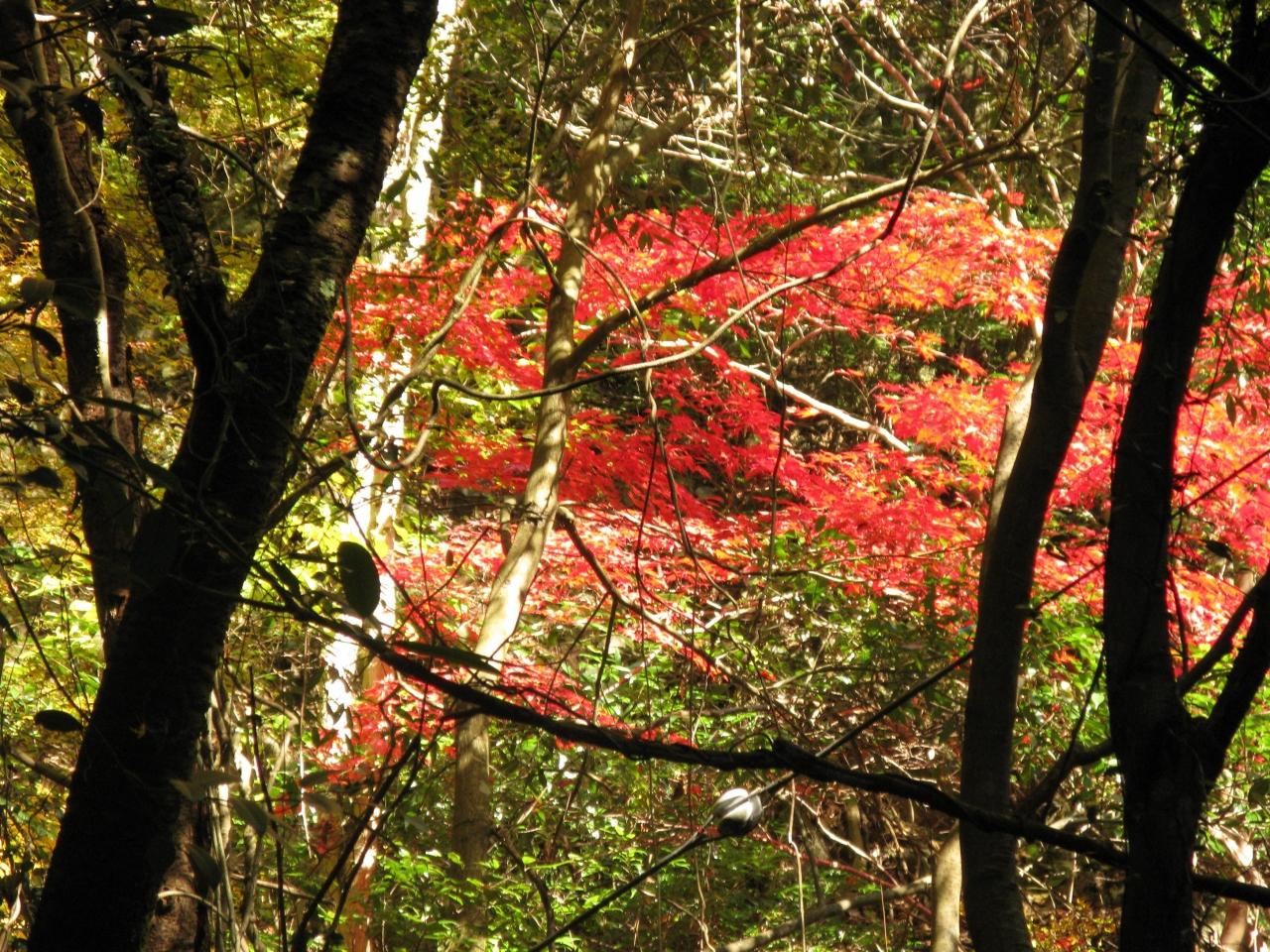 犬鳴山 七宝瀧寺に紅葉をもとめて 関西空港 泉佐野 大阪 の旅行記 ブログ By きよさん フォートラベル