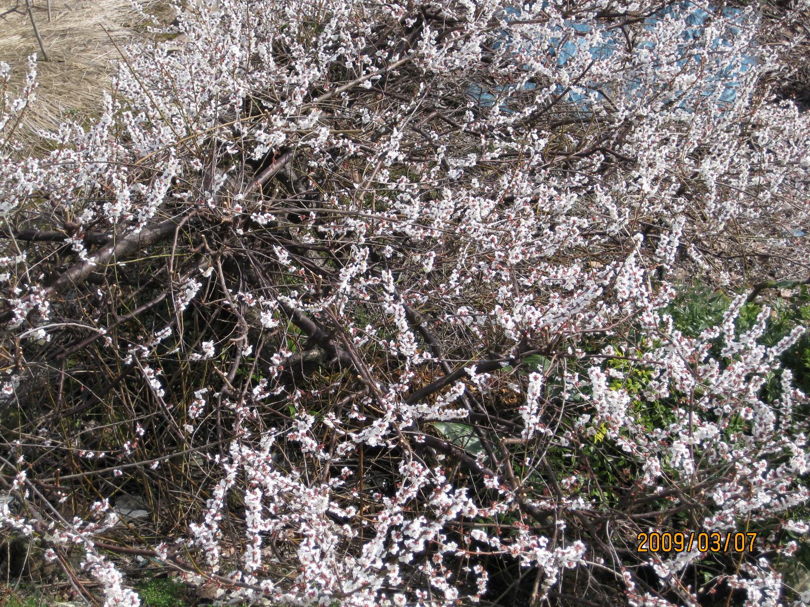 ぺんぺん草の桜の花が咲きましたよ [B!] 小室佳代ｻﾝ（54）「謎の見栄っ張り人生」