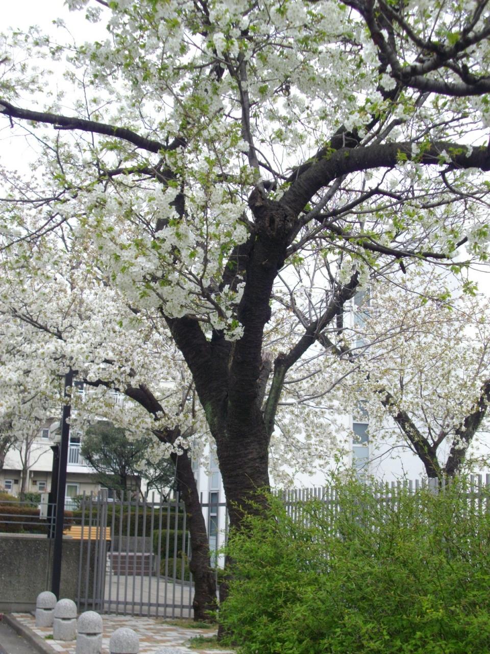 北区中央公園あたり 練馬 東京 の旅行記 ブログ By 板橋さん フォートラベル