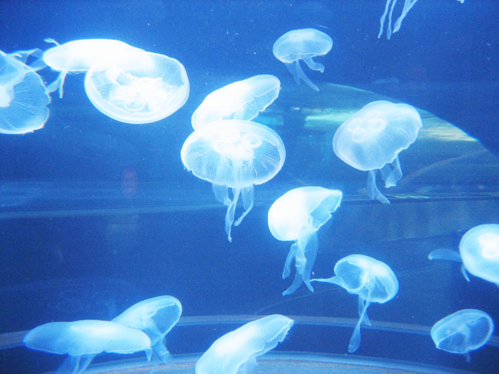 Usa San Franciscoの休日 水族館 Aquarium Of The Bay サンフランシスコ アメリカ の旅行記 ブログ By 唐辛子婆さん フォートラベル