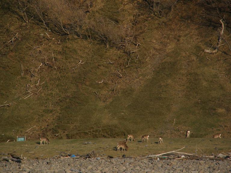 世界遺産知床 エゾシカ被害の実態はこれだ ウトロ 北海道 の旅行記 ブログ By ツーリスト今中さん フォートラベル