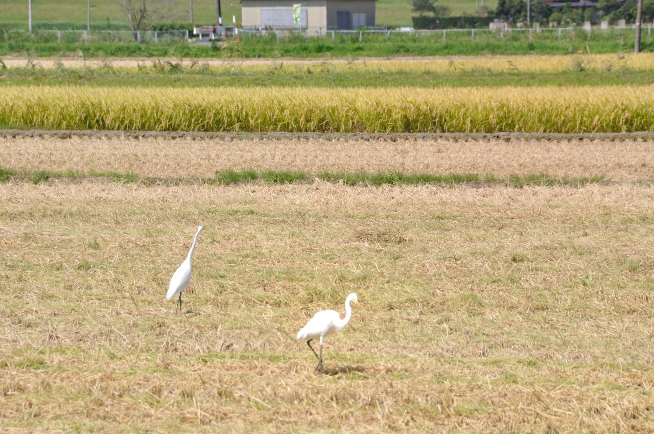 秋実りの季節 茨城県龍ヶ崎市の小貝川周辺見かけた 白鷺 チュウサギ 茨城県の旅行記 ブログ By Medinaさん フォートラベル