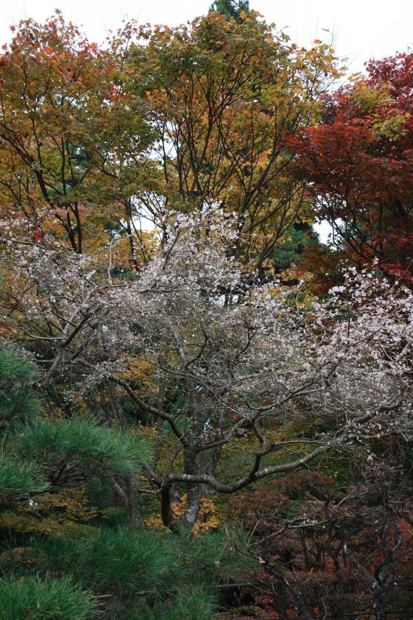 サクラと紅葉が一緒に見れる 西明寺 を訪ねて 滋賀県の旅行記 ブログ By Planetgingaさん フォートラベル