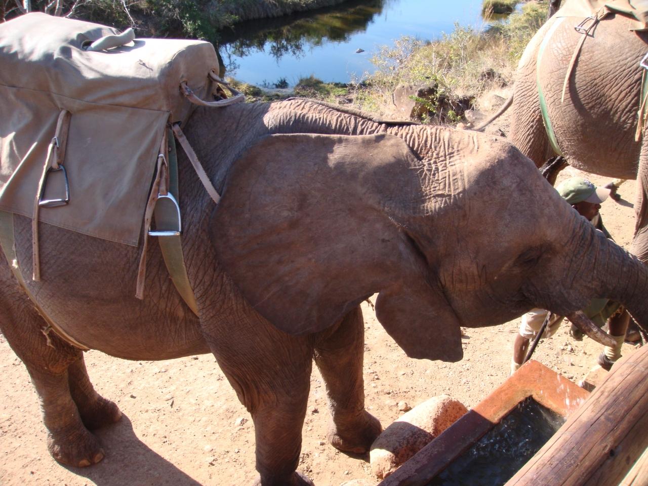 楽しんたぜ！！ ２００９ ジンバブエ『アフリカゾウの背中に乗って散歩と餌をあげたぜ♪ザンベジビールTシャツをＧＥＴ♪』 IN  ビクトリアの滝』ビクトリアの滝周辺(ジンバブエ)の旅行記・ブログ by とらっちさん【フォートラベル】