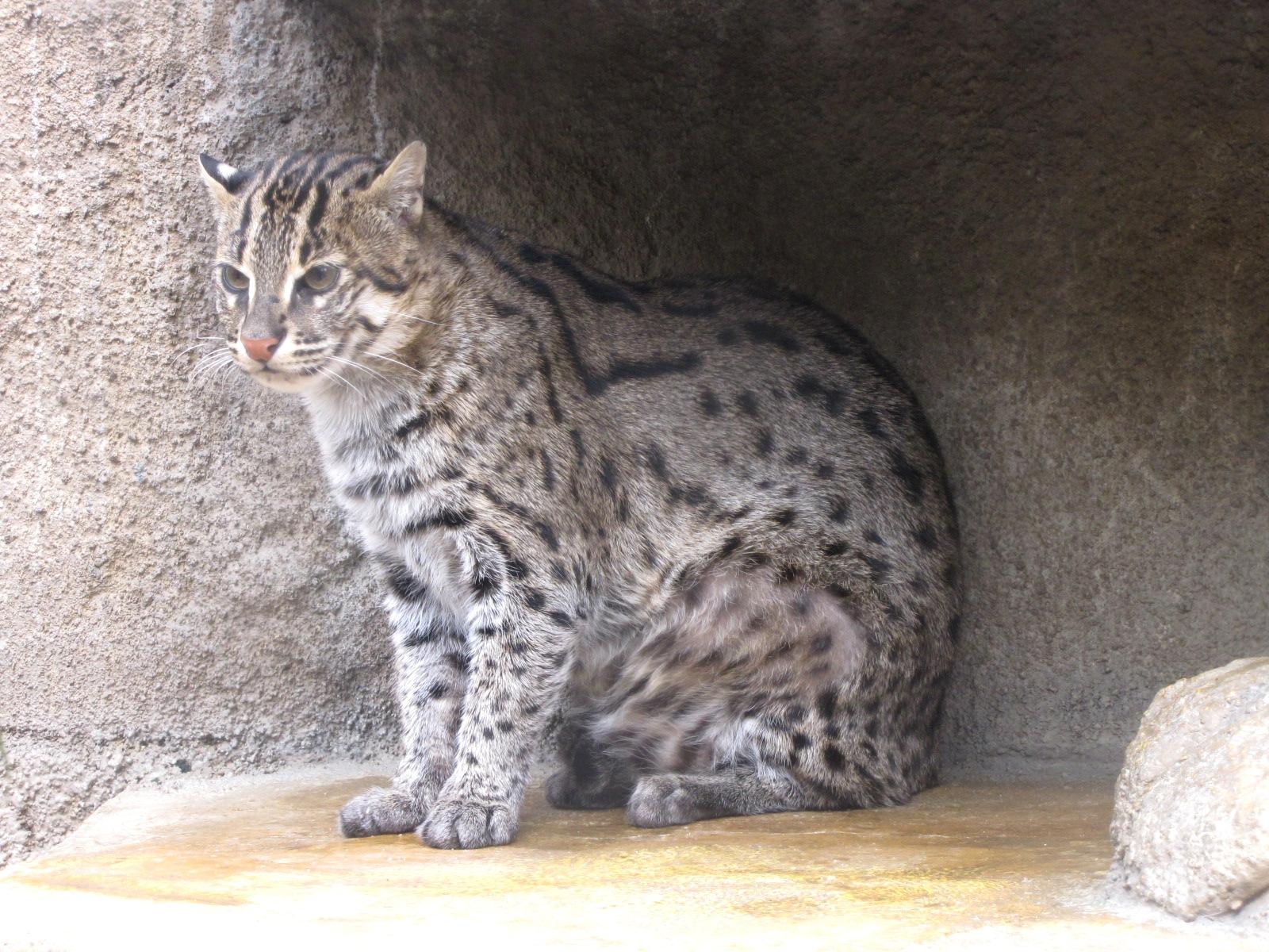 天王寺動物園 レッサーパンダとネコ科の皆さん ミナミ 難波 天王寺 大阪 の旅行記 ブログ By Jilllucaさん フォートラベル