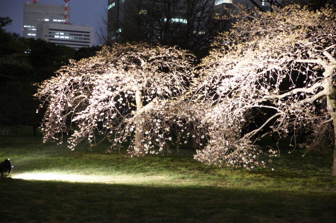 浜離宮恩賜庭園 夜桜のライトアップ 汐留 東京 の旅行記 ブログ By Hhbさん フォートラベル