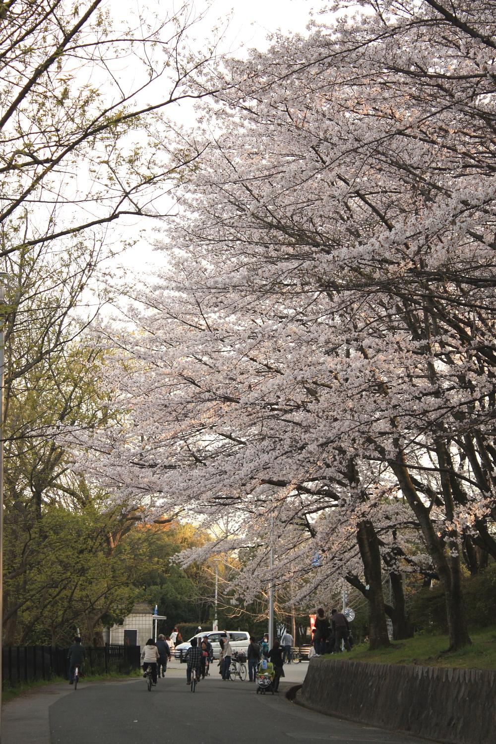 服部緑地公園の桜だにゃん 伊丹空港 豊中 大阪 の旅行記 ブログ By ねこたびさん フォートラベル