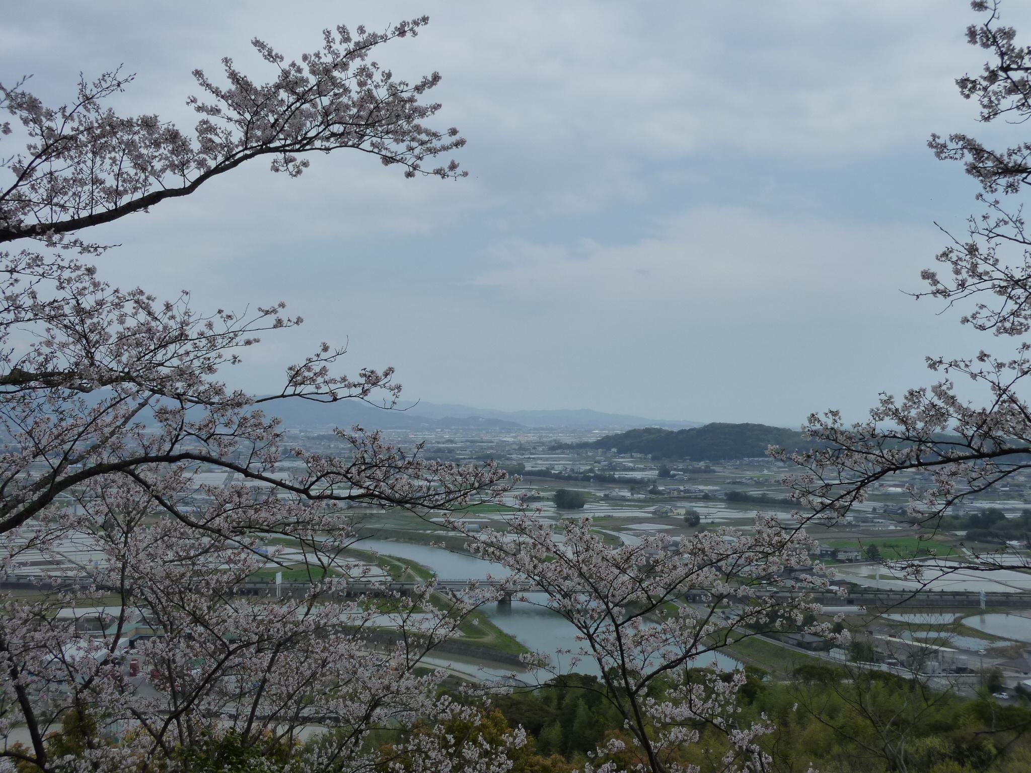 10年高知の桜 遠出のついでに 南国市岡豊 高知県立歴史民俗資料館 南国 土佐山田 香南 高知県 の旅行記 ブログ By Ntkj62さん フォートラベル