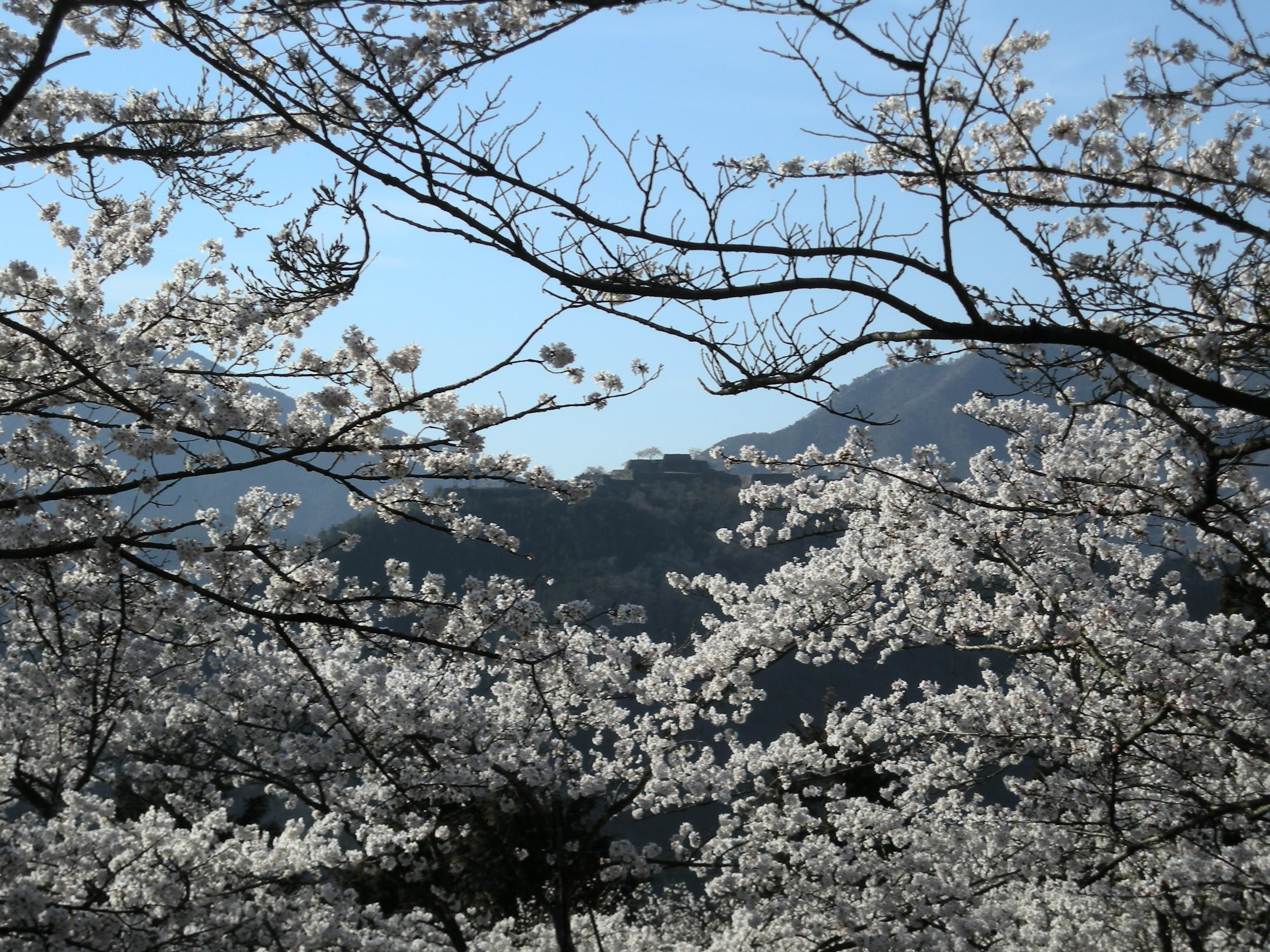 桜を満喫 朝来市 立雲峡 和田山 兵庫県 の旅行記 ブログ By Hime さん フォートラベル