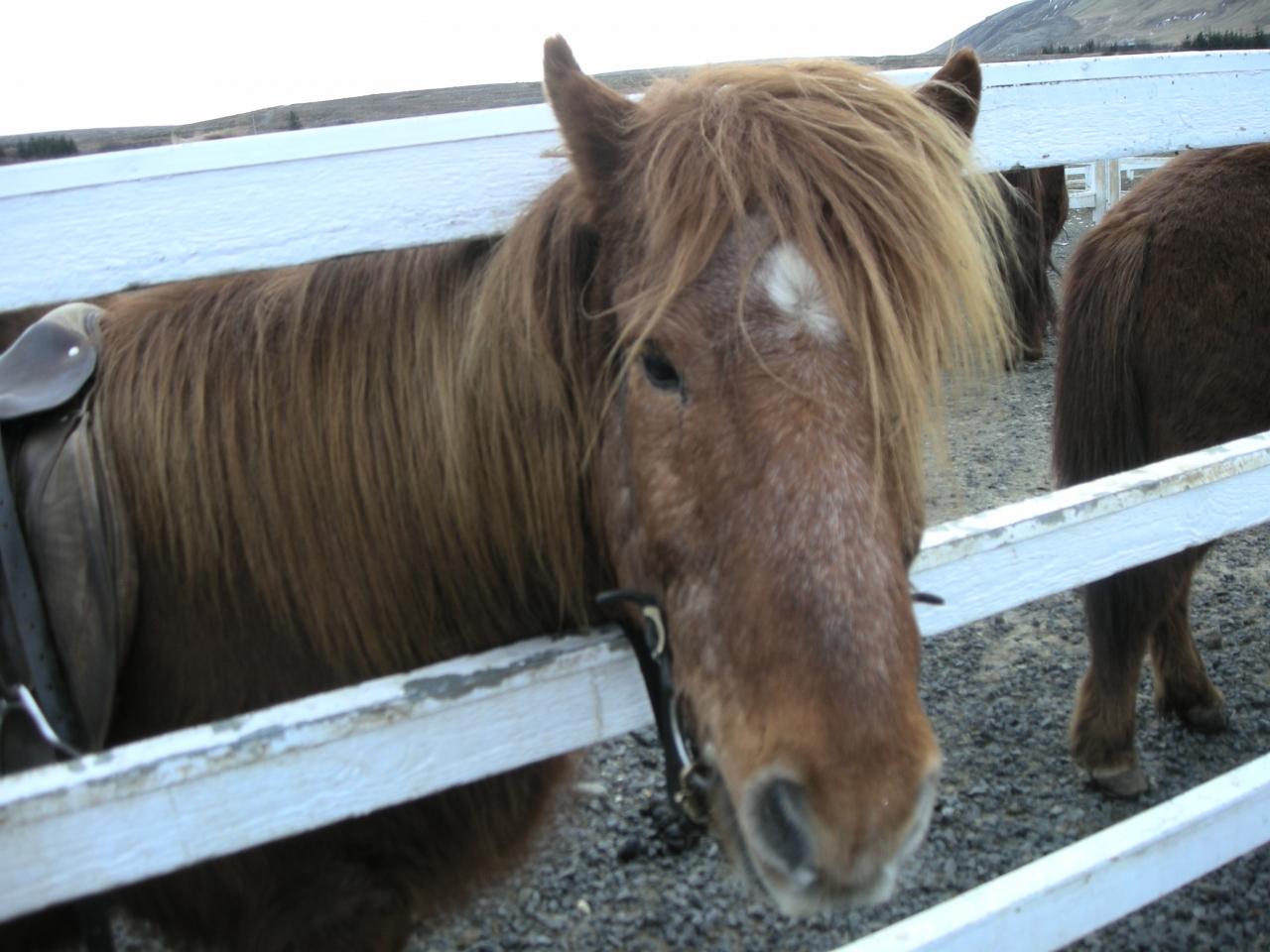 地球を感じる おいしい国アイスランド アイスランド馬に乗馬 ブルーラグーン レイキャビク アイスランド の旅行記 ブログ By ごましおちゃんさん フォートラベル