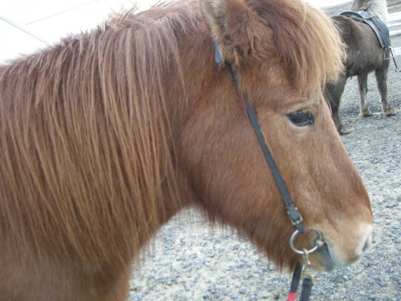 地球を感じる おいしい国アイスランド アイスランド馬に乗馬 ブルーラグーン レイキャビク アイスランド の旅行記 ブログ By ごましおちゃんさん フォートラベル