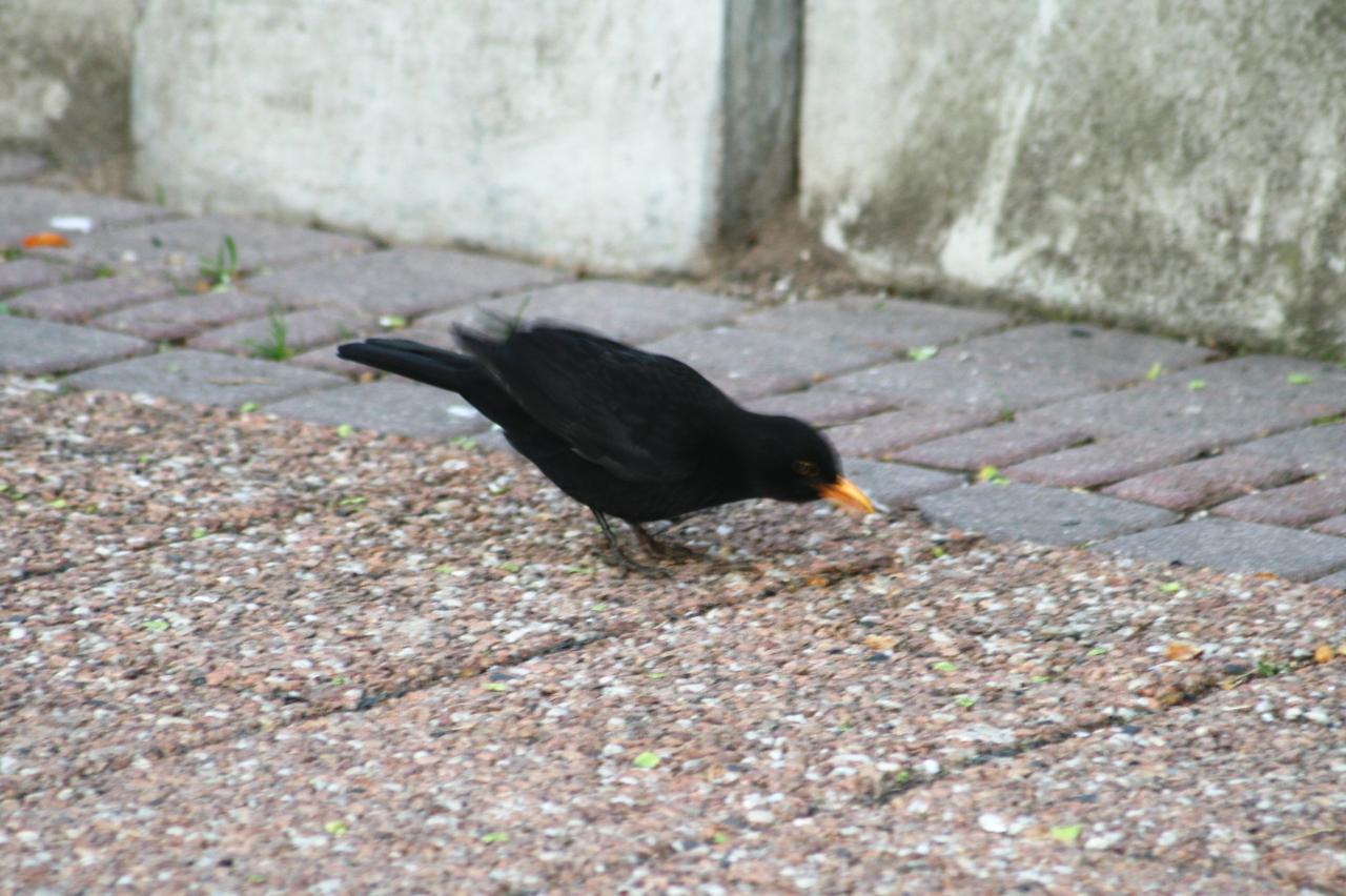 黒い鳥 くちばしオレンジ 黒い鳥 くちばしオレンジ