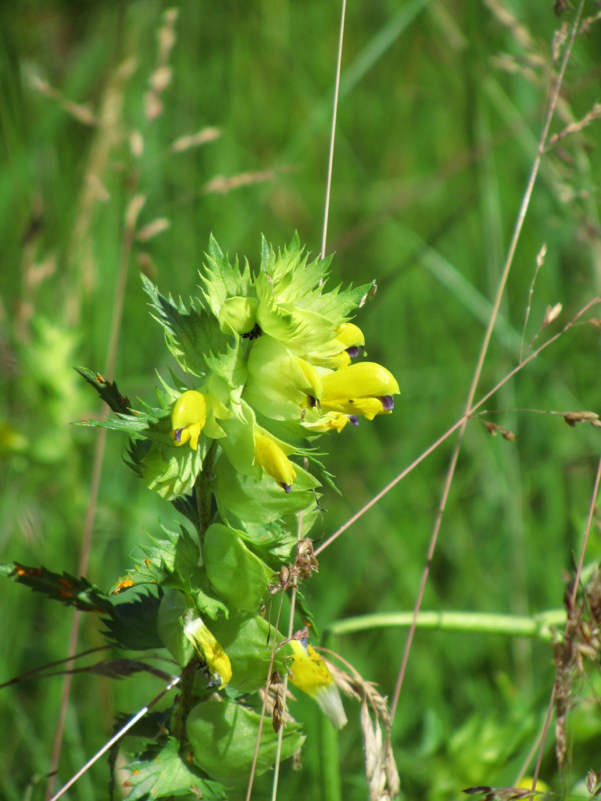 10年バルト３国旅行ハイライトその９ 植物編 夏の野花 リトアニアの旅行記 ブログ By まみさん フォートラベル