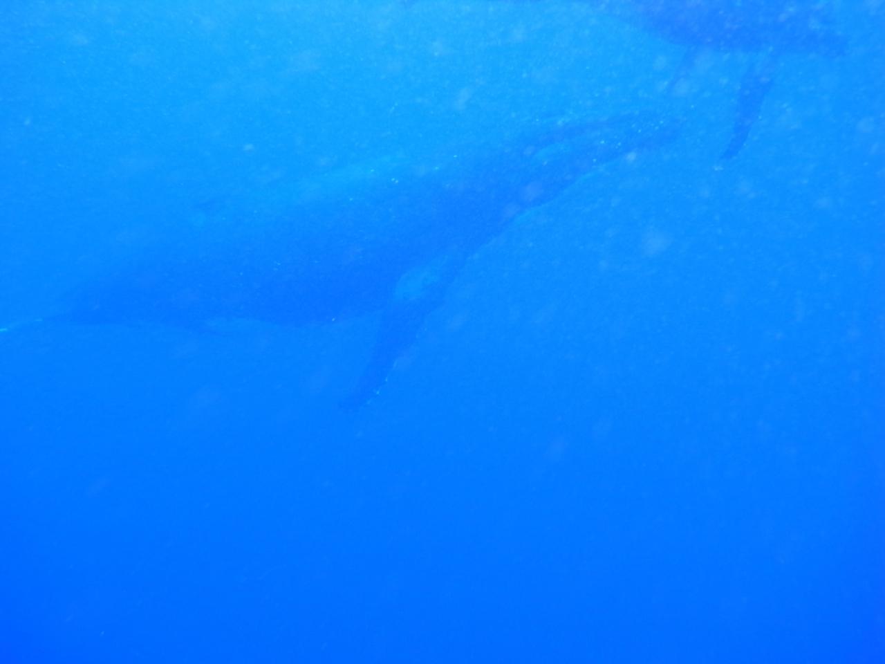 一生に一度 ルルツでザトウクジラの親子と泳ぐ ファンタスティック その他の都市 タヒチ の旅行記 ブログ By Poohさん フォートラベル