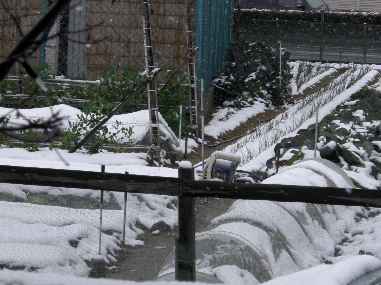 雪の大阪城 寒っ 大阪にも雪が 梅とメジロ 大阪城 京橋 大阪 の旅行記 ブログ By 豚のしっぽさん フォートラベル