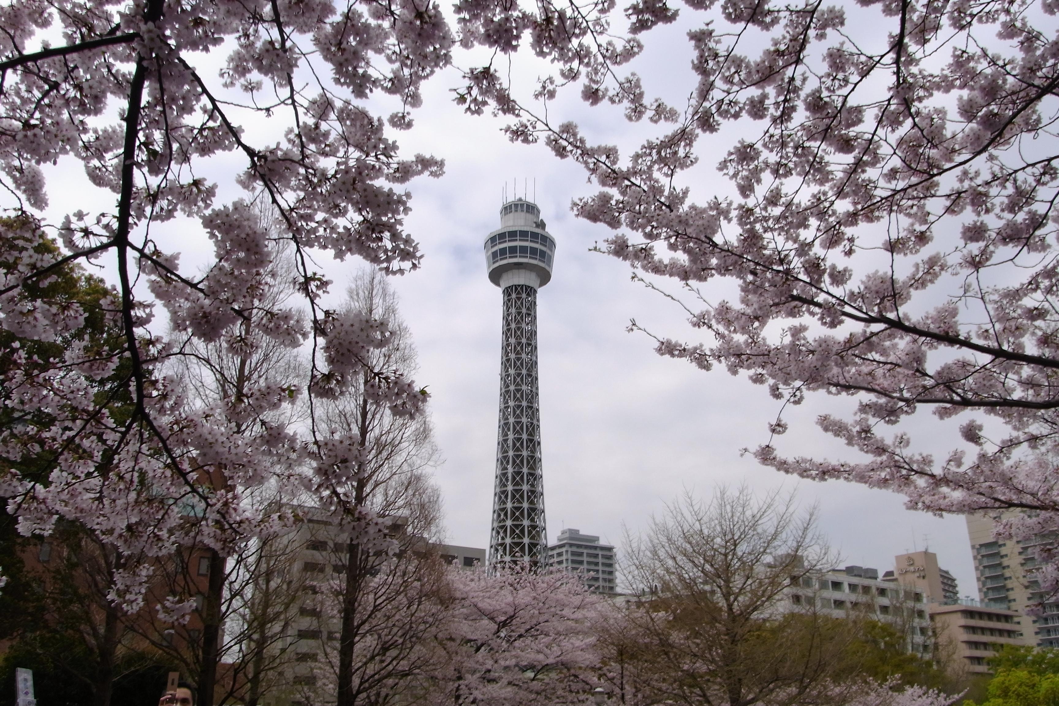 横浜のお花見 山下公園 山手 横浜 神奈川県 の旅行記 ブログ By Morino296さん フォートラベル