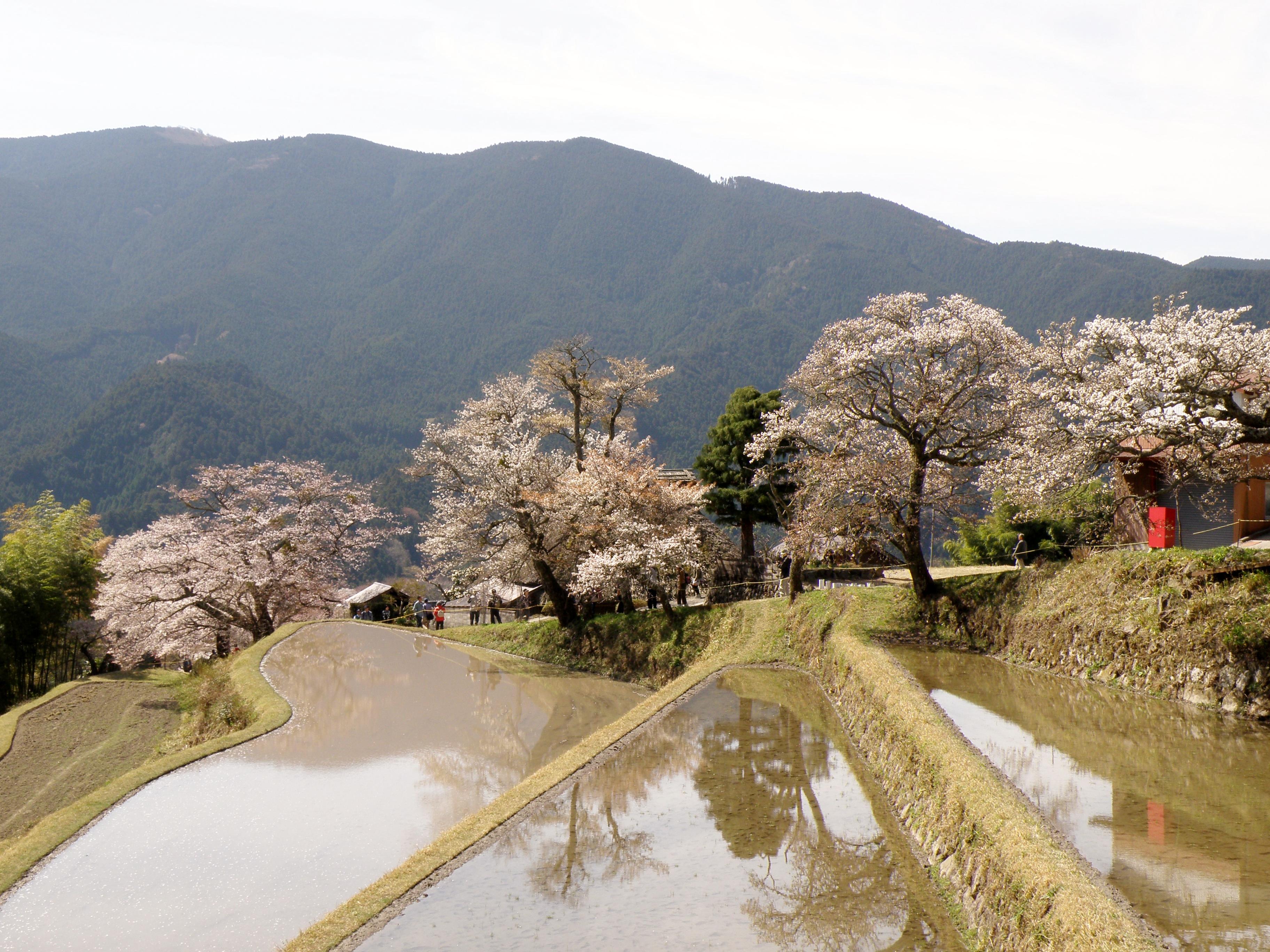 三多気の桜 津 三重県 の旅行記 ブログ By Ohchanさん フォートラベル