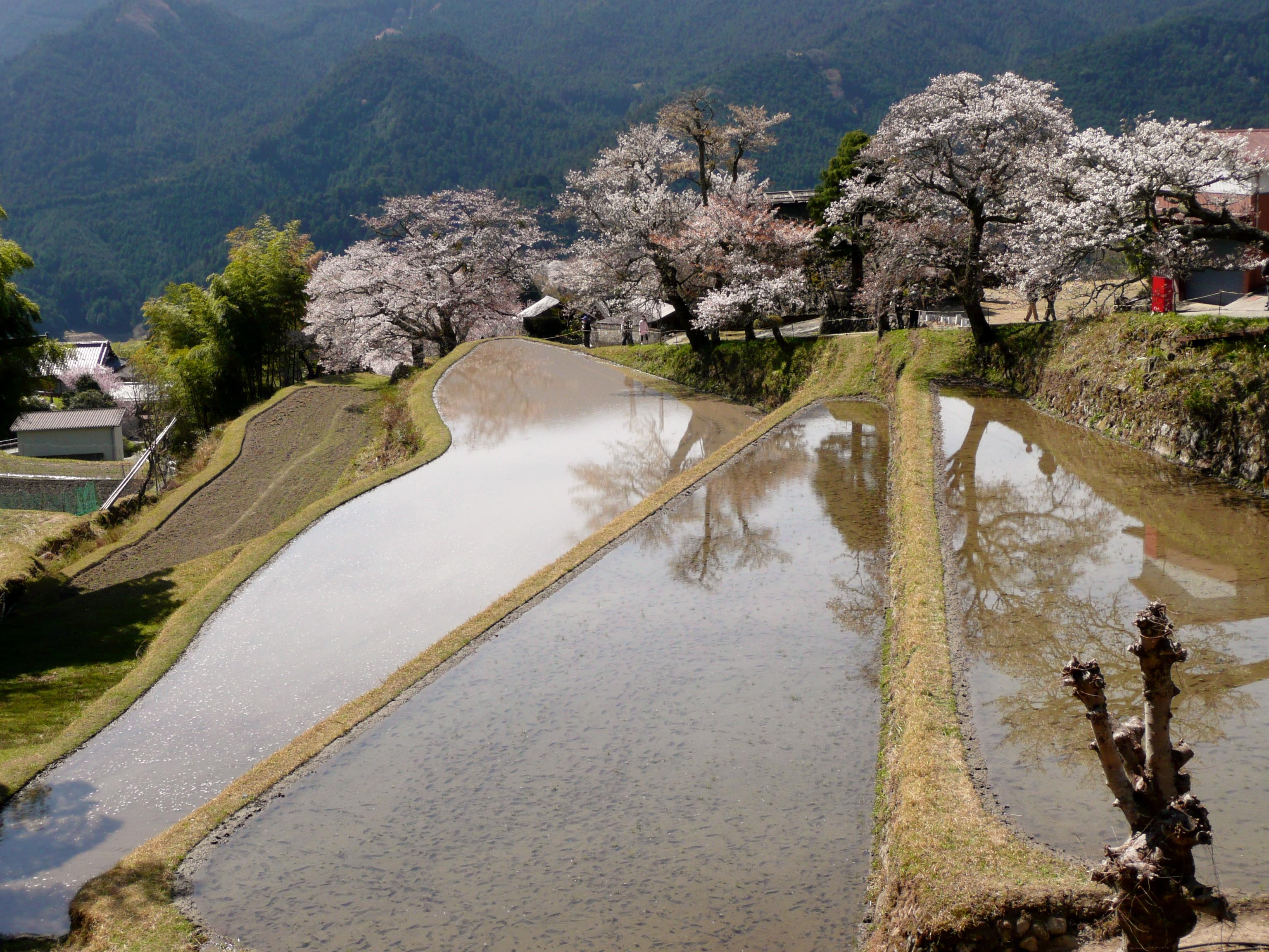 三多気の桜 津 三重県 の旅行記 ブログ By Ohchanさん フォートラベル