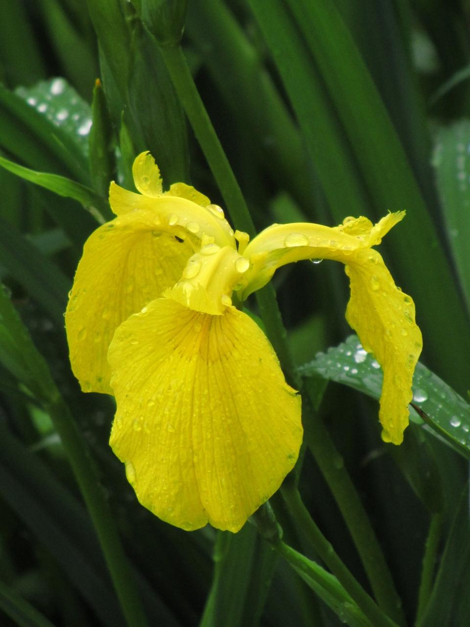 ぬれそぼつ 雨しずくをたたえた智光山公園の薔薇たち 前編 向かう途中で出会った 粉雪が積もったようなエゴノキの森と 狭山 入間 埼玉県 の旅行記 ブログ By まみさん フォートラベル