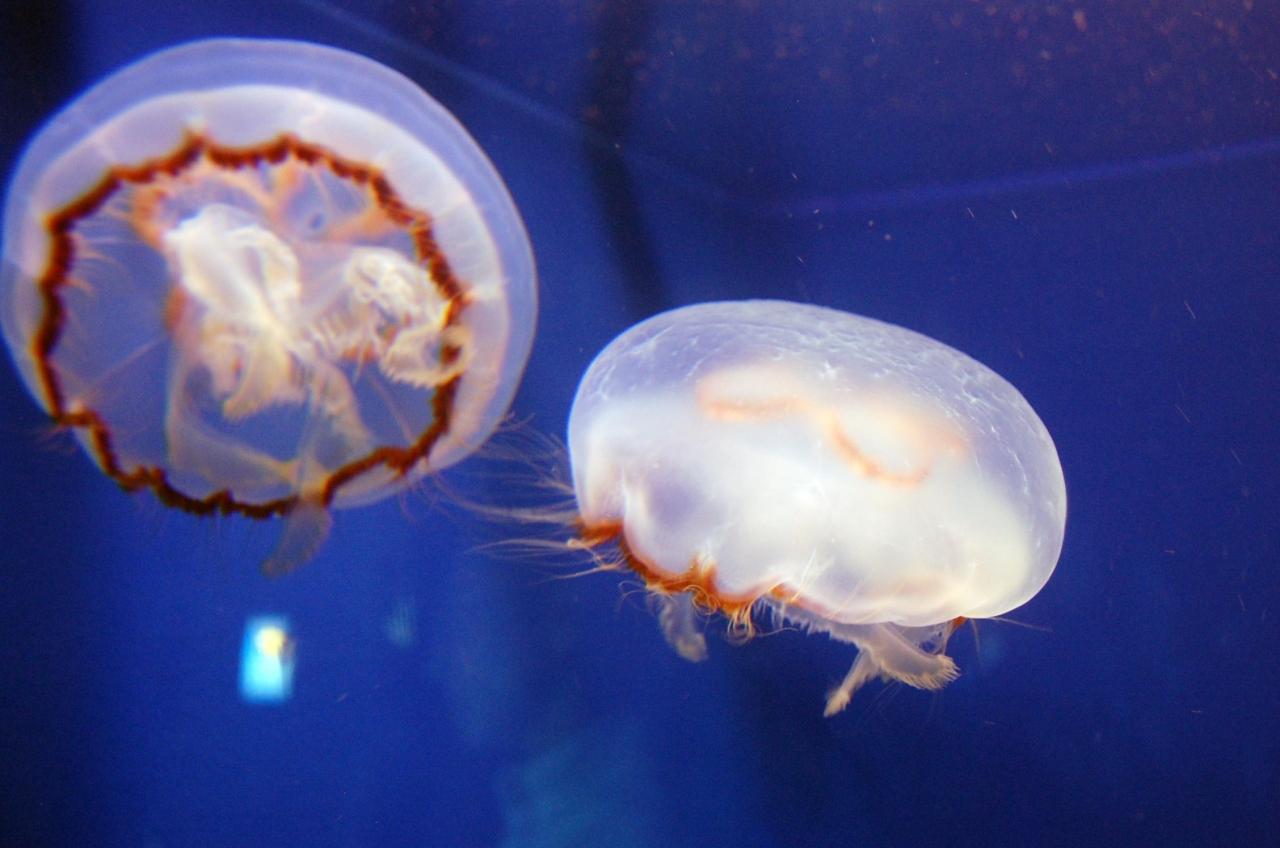 神奈川探訪 ２１ 江ノ電で行く新江ノ島水族館 藤沢 江ノ島 神奈川県 の旅行記 ブログ By Takeおじさん フォートラベル