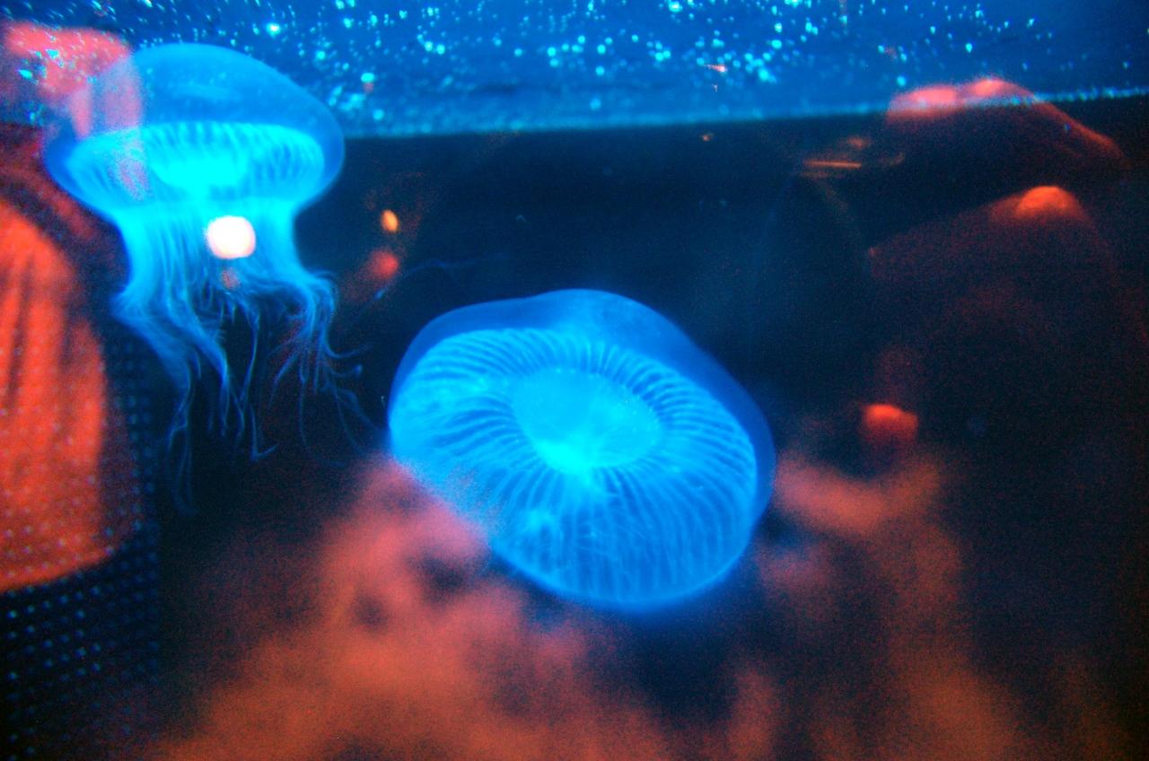 神奈川探訪 ２１ 江ノ電で行く新江ノ島水族館 藤沢 江ノ島 神奈川県 の旅行記 ブログ By Takeおじさん フォートラベル