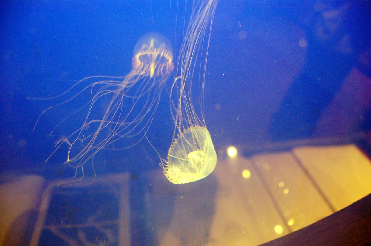 神奈川探訪 ２１ 江ノ電で行く新江ノ島水族館 藤沢 江ノ島 神奈川県 の旅行記 ブログ By Takeおじさん フォートラベル