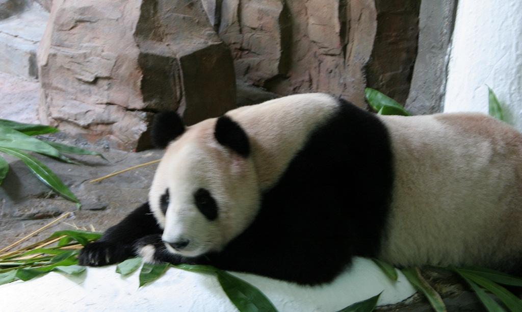 中国四川省 成都 雅安 広州 香港 マカオのパンダを訪ねて 広州編 11 8 広州 中国 の旅行記 ブログ By とどちゃんさん フォートラベル