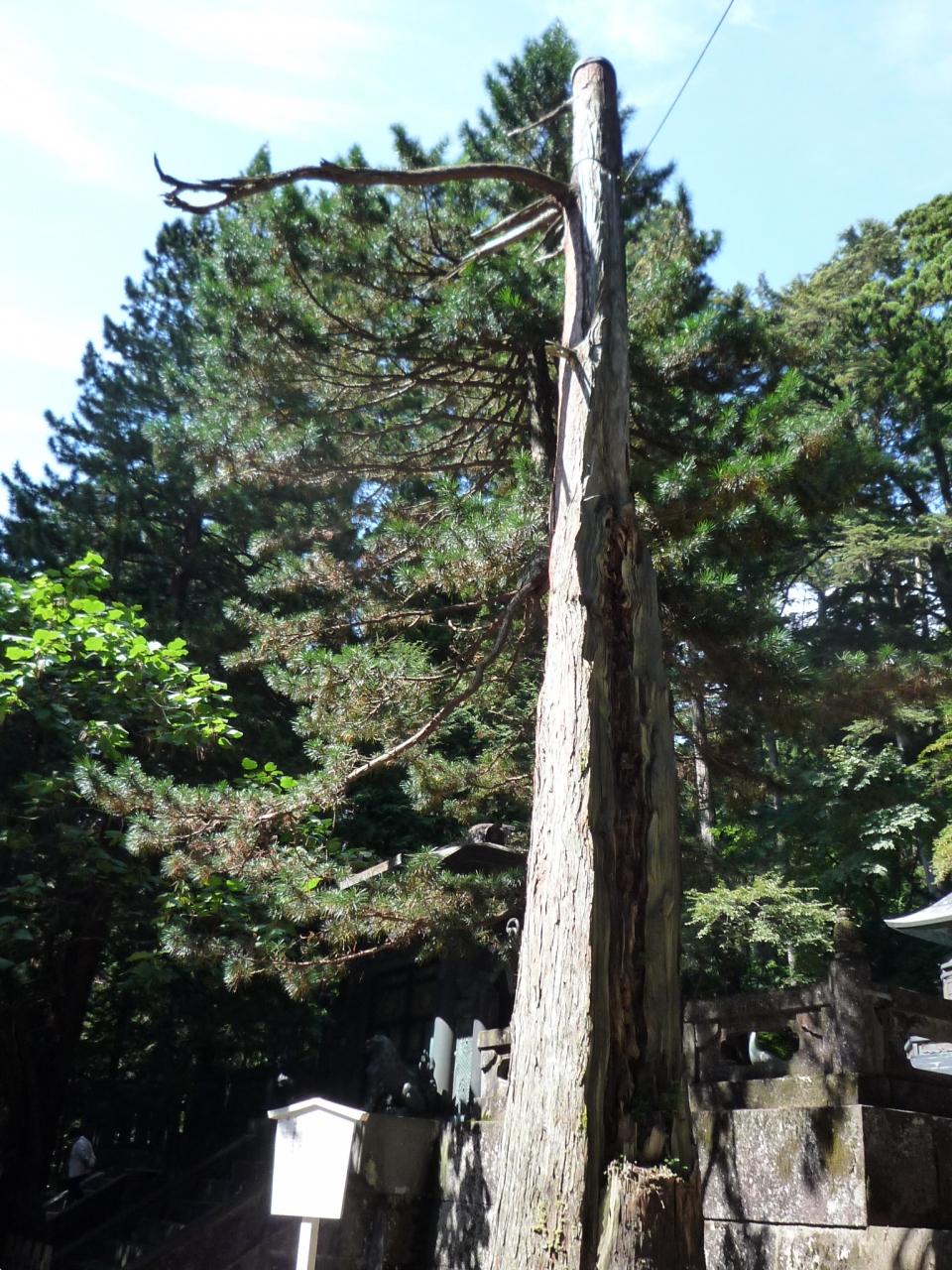 あの 一本の木に４年ぶりに再会してきました 日光 栃木県 の旅行記 ブログ By フルリーナさん フォートラベル