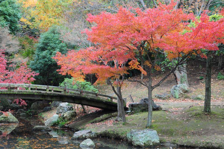 浜松 紅葉を見に 浜松城散歩 浜松 静岡県 の旅行記 ブログ By 熱帯魚さん フォートラベル