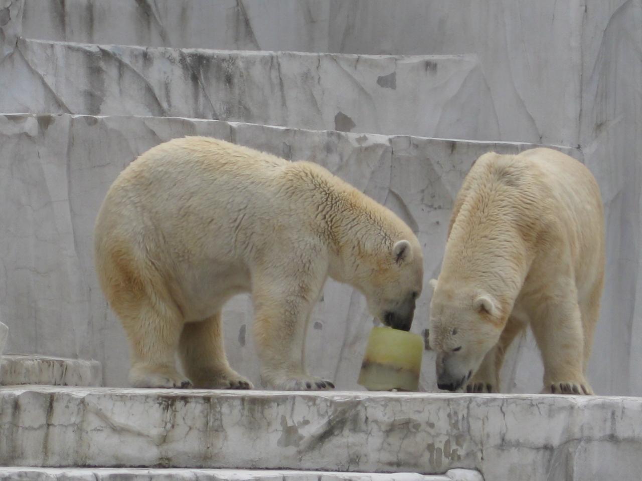 東山動物園と東山スカイタワー 守山 名東 愛知県 の旅行記 ブログ By Muccさん フォートラベル