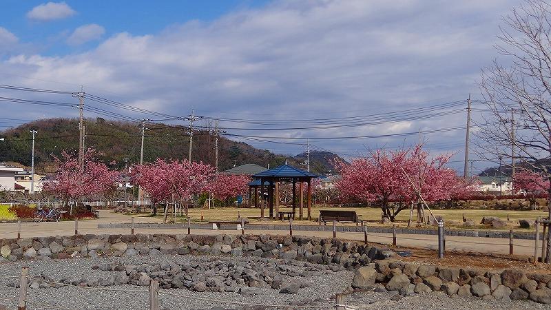 狩野川リバーサイドパークの河津桜 伊豆長岡温泉 静岡県 の旅行記 ブログ By Hn11さん フォートラベル