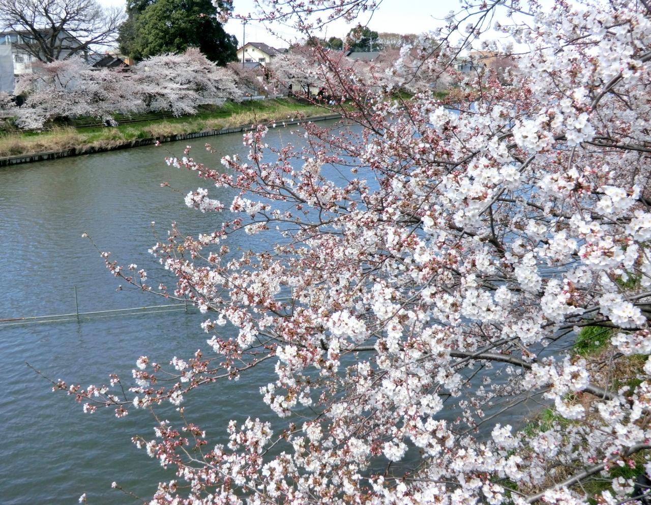 蓮田 見沼代用水路 元荒川の桜 蓮田 白岡 埼玉県 の旅行記 ブログ By 夢自 さん フォートラベル