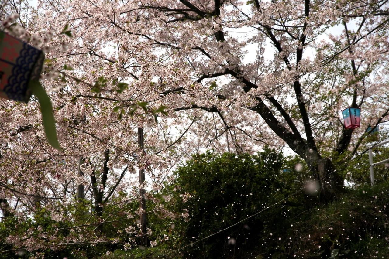 Solitary Journey 1025 正福寺山公園のさくら 再訪大芝島 ショートトリップ 春のお花観賞 ドライブ日記 東広島市安芸津町 東広島 広島県 の旅行記 ブログ By Mechagodzilla 703さん フォートラベル