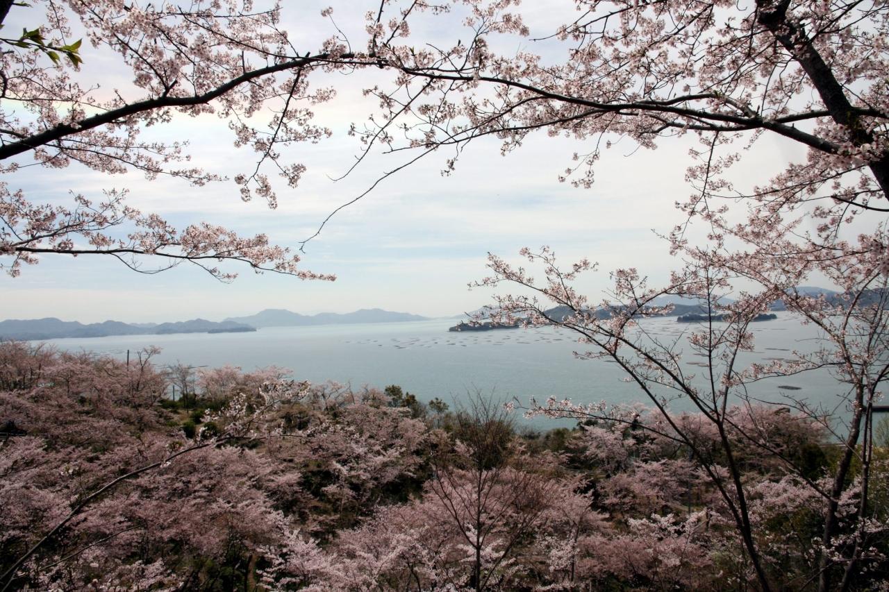 Solitary Journey 1025 正福寺山公園のさくら 再訪大芝島 ショートトリップ 春のお花観賞 ドライブ日記 東広島市安芸津町 東広島 広島県 の旅行記 ブログ By Mechagodzilla 703さん フォートラベル