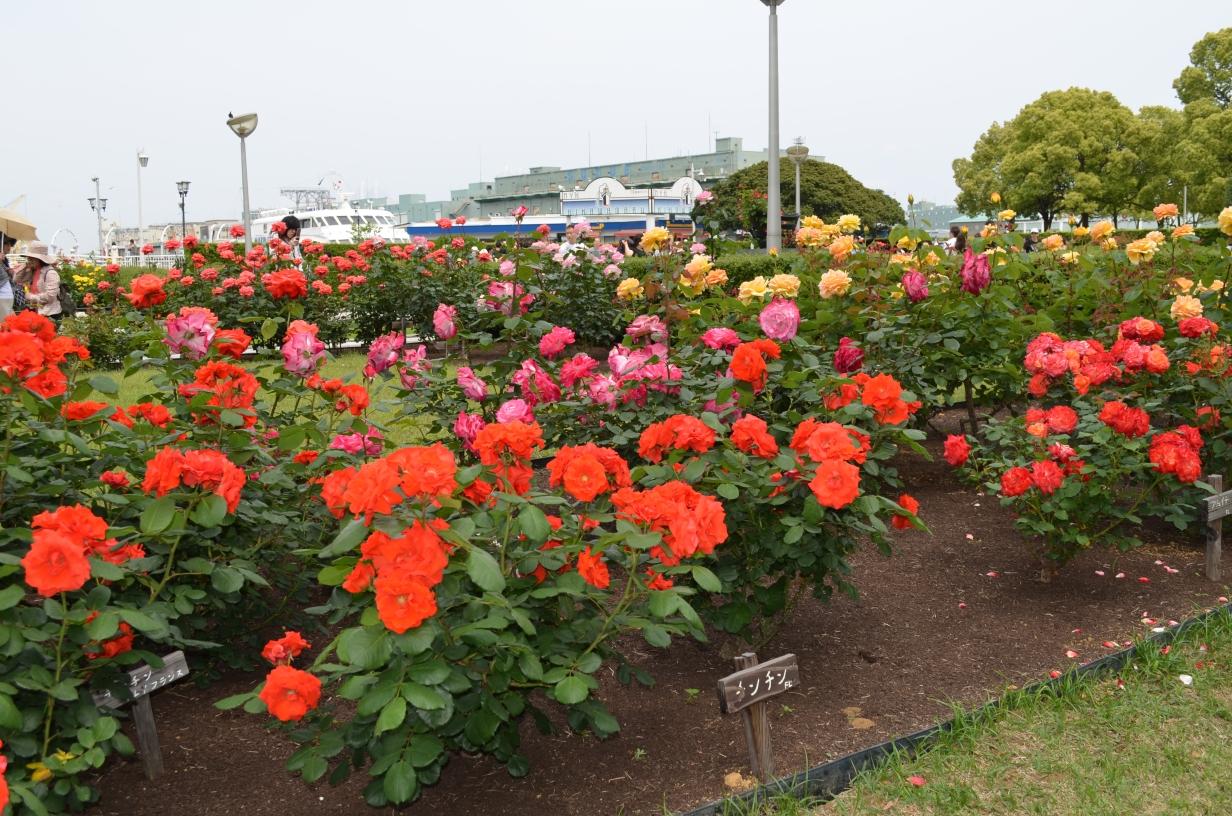 山下公園のバラを見に 横浜 神奈川県 の旅行記 ブログ By Rockn Rollerさん フォートラベル