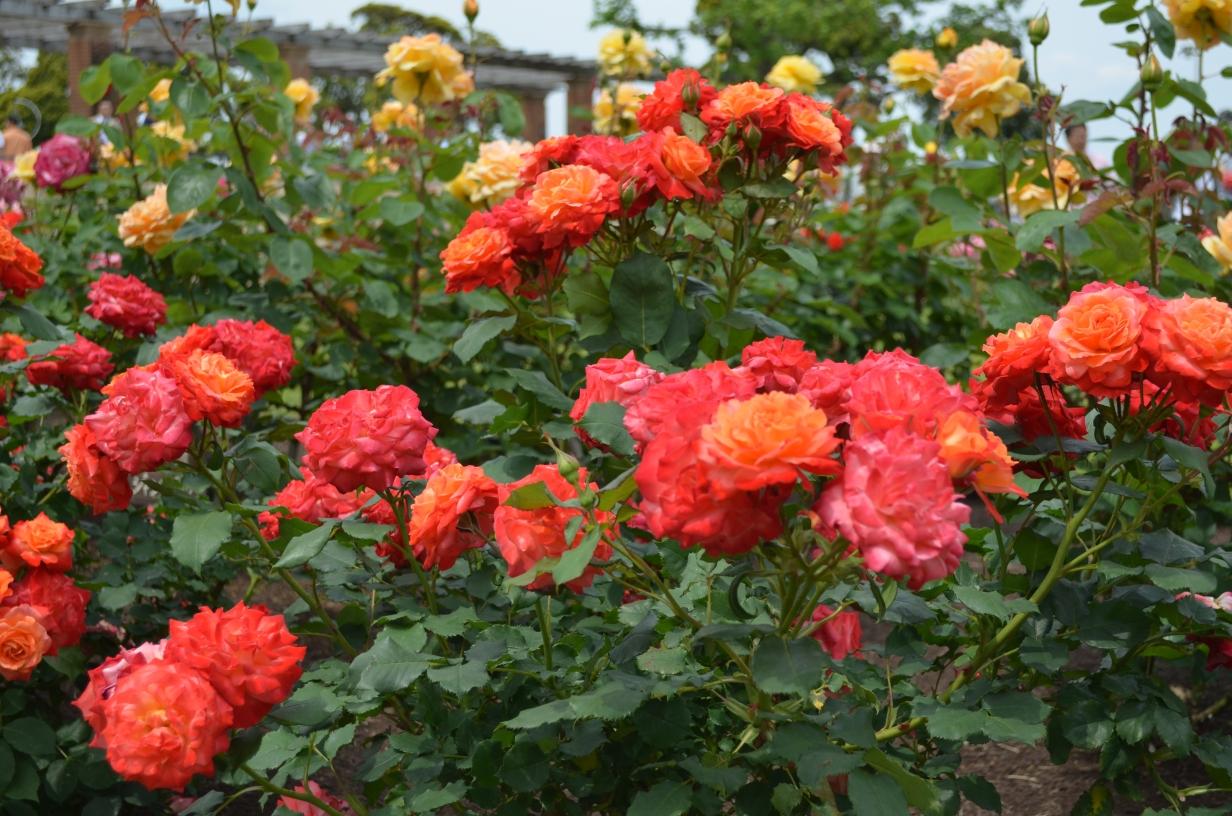 山下公園のバラを見に 横浜 神奈川県 の旅行記 ブログ By Rockn Rollerさん フォートラベル