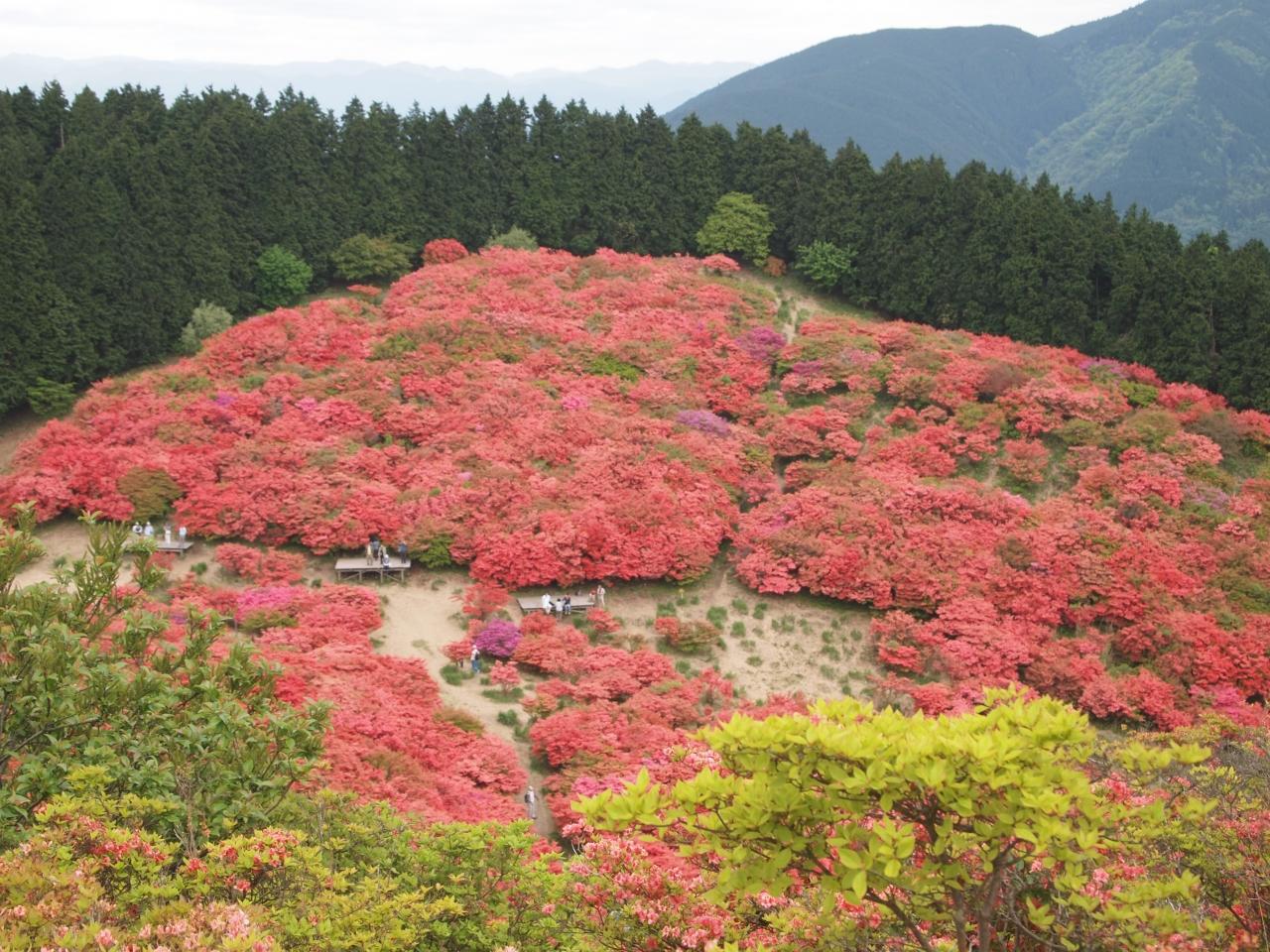 一目百万本のツツジ 奈良葛城山高原つつじ園へ 御所 葛城 奈良県 の旅行記 ブログ By のーとくんさん フォートラベル