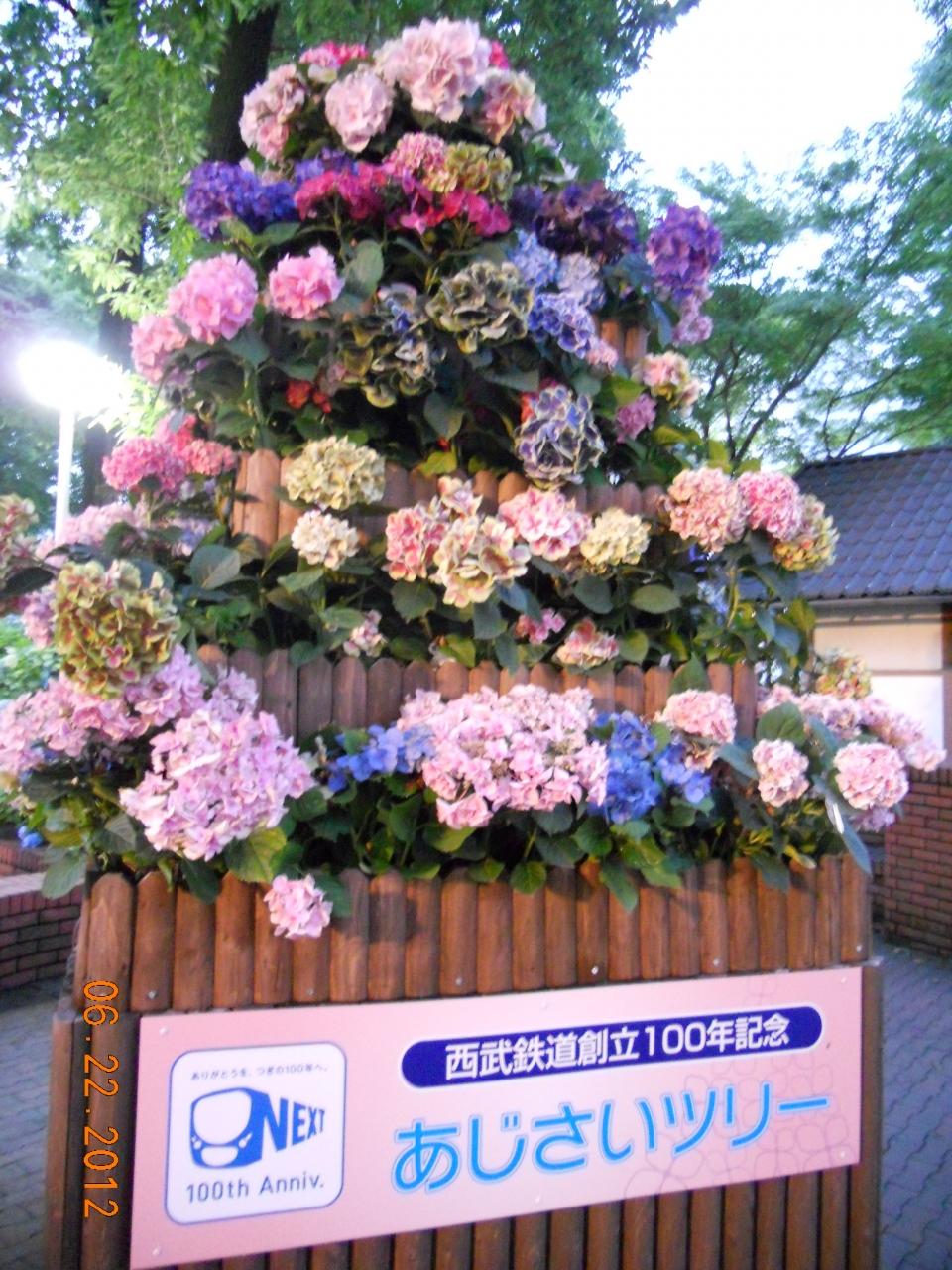 珍しい種類の紫陽花にウキウキ としまえんの あじさいナイト に行ってきました 練馬 東京 の旅行記 ブログ By Juniper Breezeさん フォートラベル