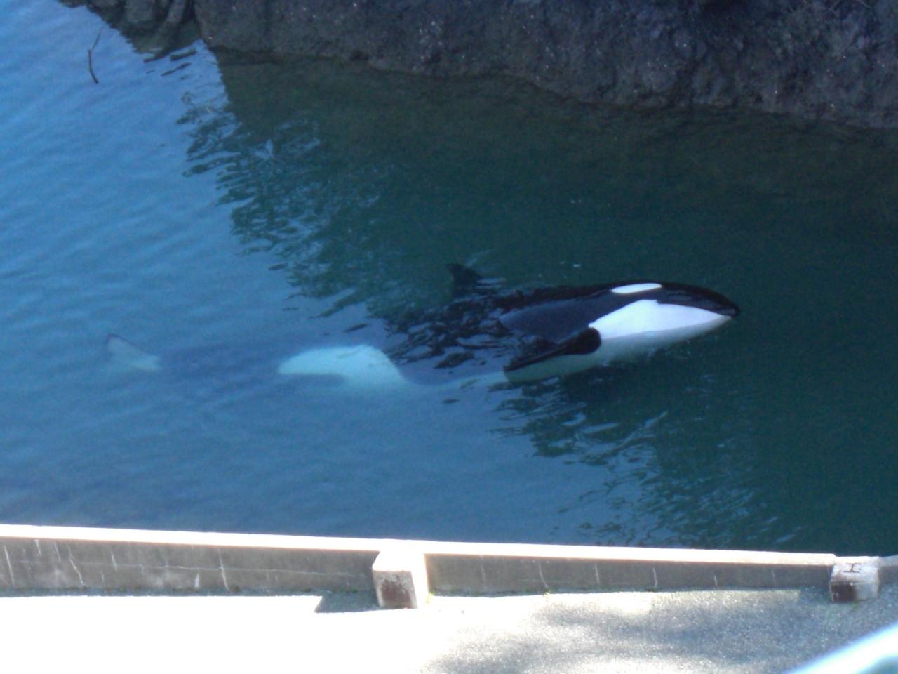 太地くじらの博物館 足元にクジラが来ます 那智勝浦 太地 和歌山県 の旅行記 ブログ By Karuminさん フォートラベル