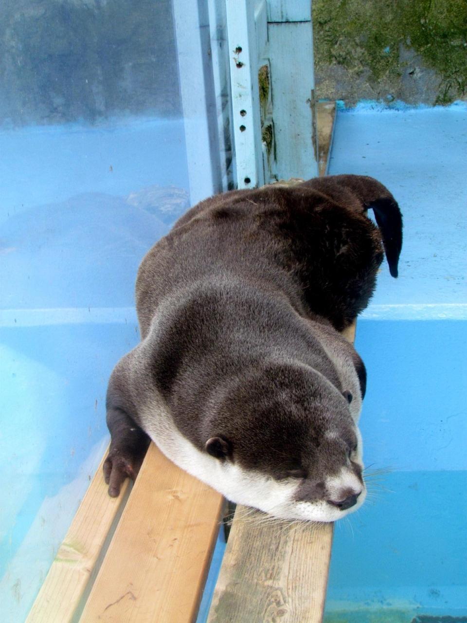 二見シーパラダイス ブログでお馴染みのアイドル達に会いに 二見浦 三重県 の旅行記 ブログ By Jilllucaさん フォートラベル