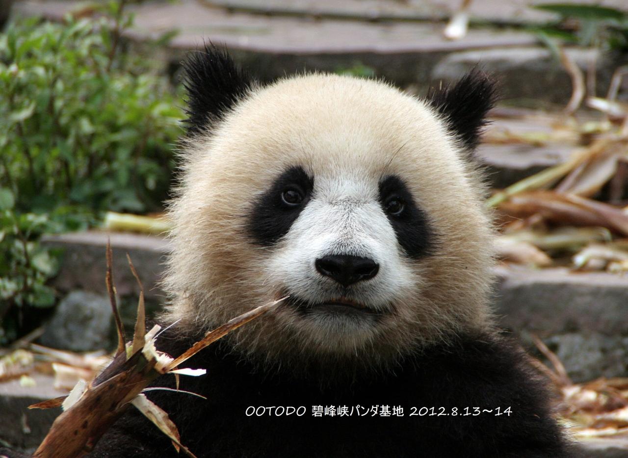 中国四川省 雅安碧峰峡基地 のパンダちゃん 12 8 13 14 四川省 中国 の旅行記 ブログ By とどちゃんさん フォートラベル