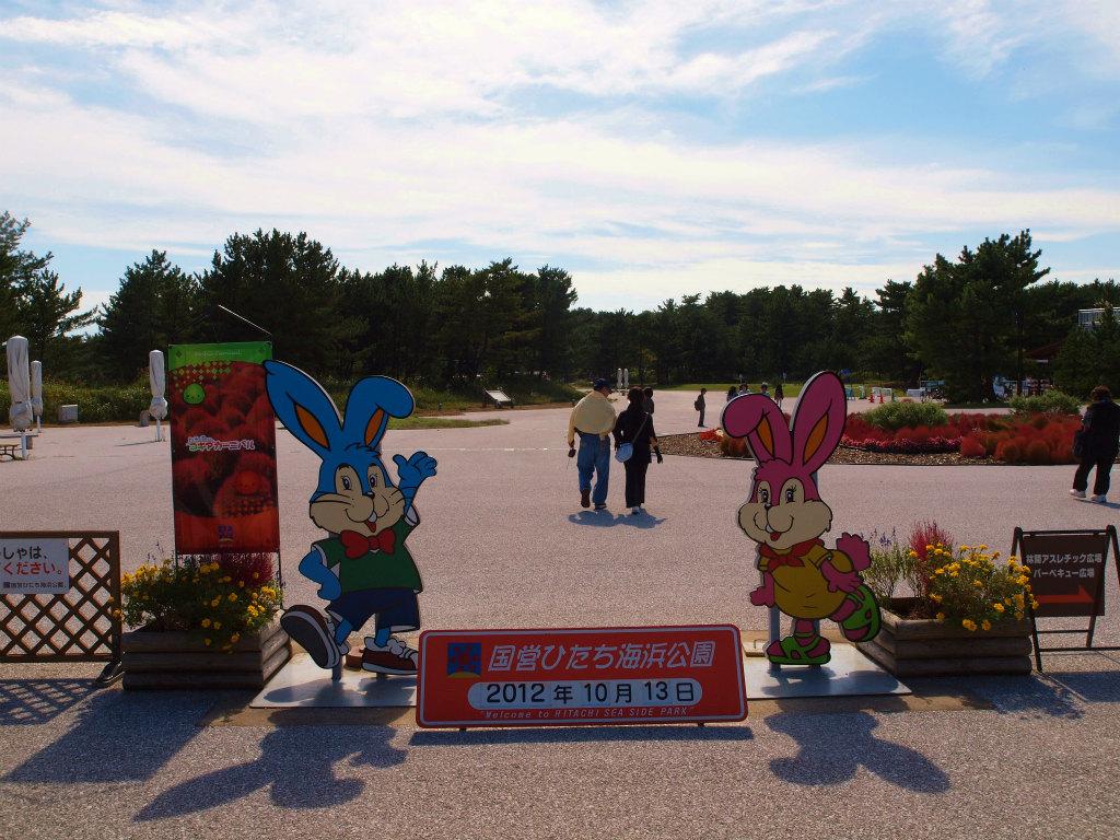 コキア コスモス 秋の空 ひたち海浜公園 ２０１２ その１ ひたちなか 茨城県 の旅行記 ブログ By 義臣さん フォートラベル