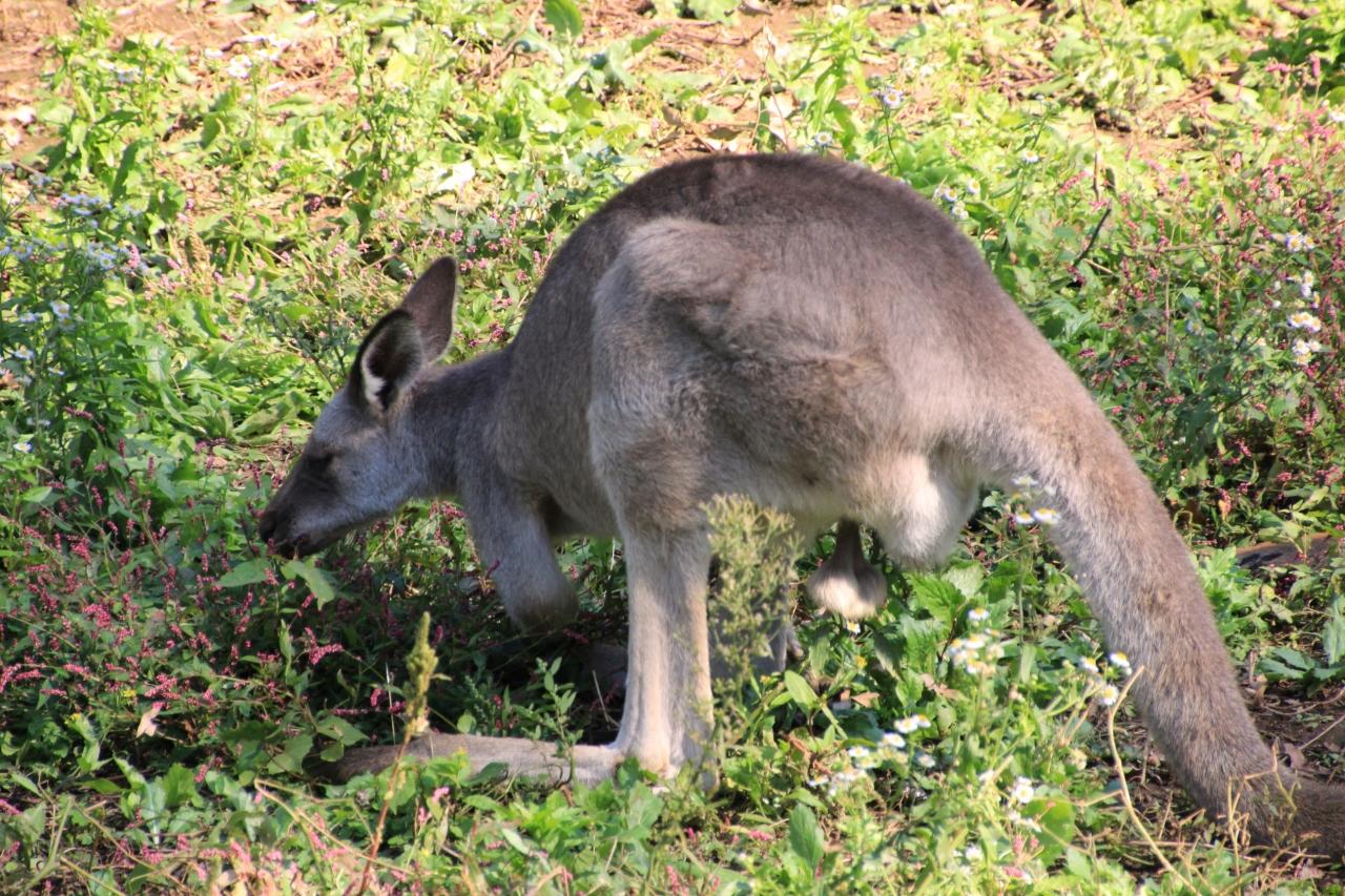 レッサーパンダ オフ会で千葉市動物公園へgo 3 動物が近くて見やすくてびっくり レッサーパンダ以外の動物も楽しめた 千葉市 千葉県 の旅行記 ブログ By まみさん フォートラベル